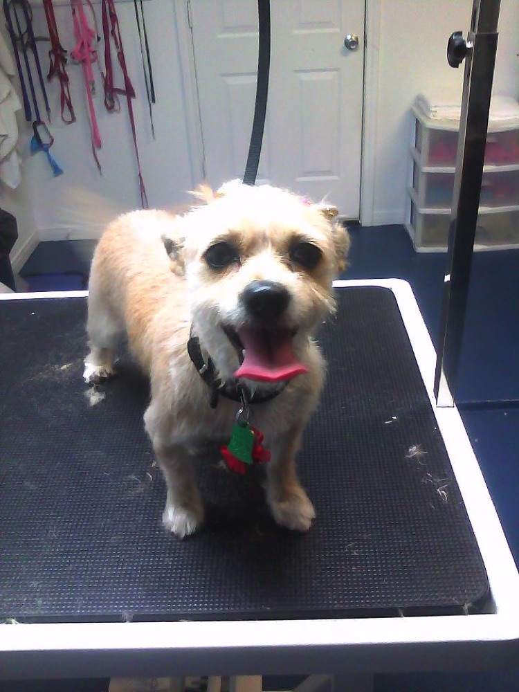 Happy groomed dog
