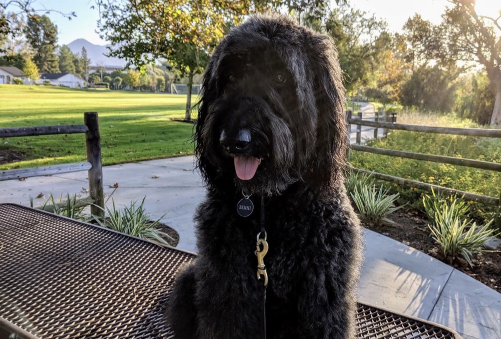 Dog at the grooming salon