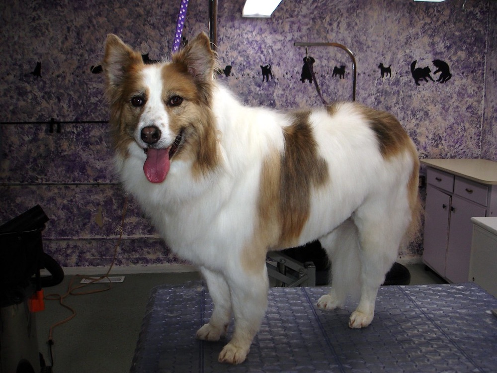 Freshly groomed dog