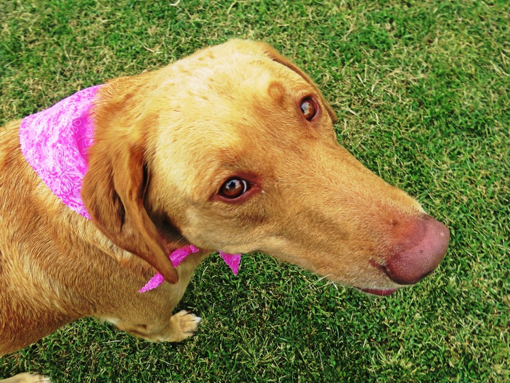 Groomed pup